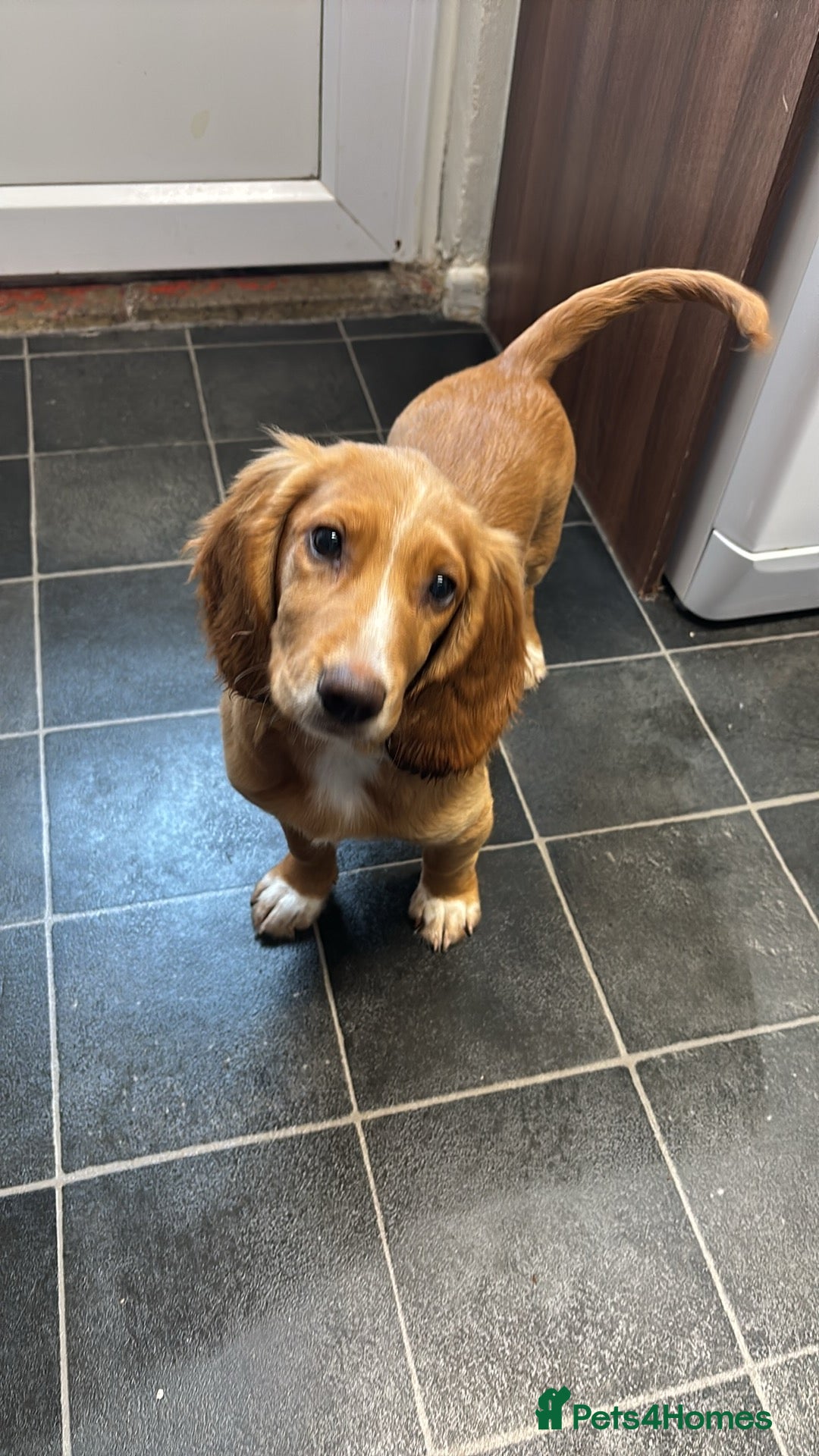 Cocker Spaniel dogs for sale: Beautiful 7month old pup looking for home  - Image 1