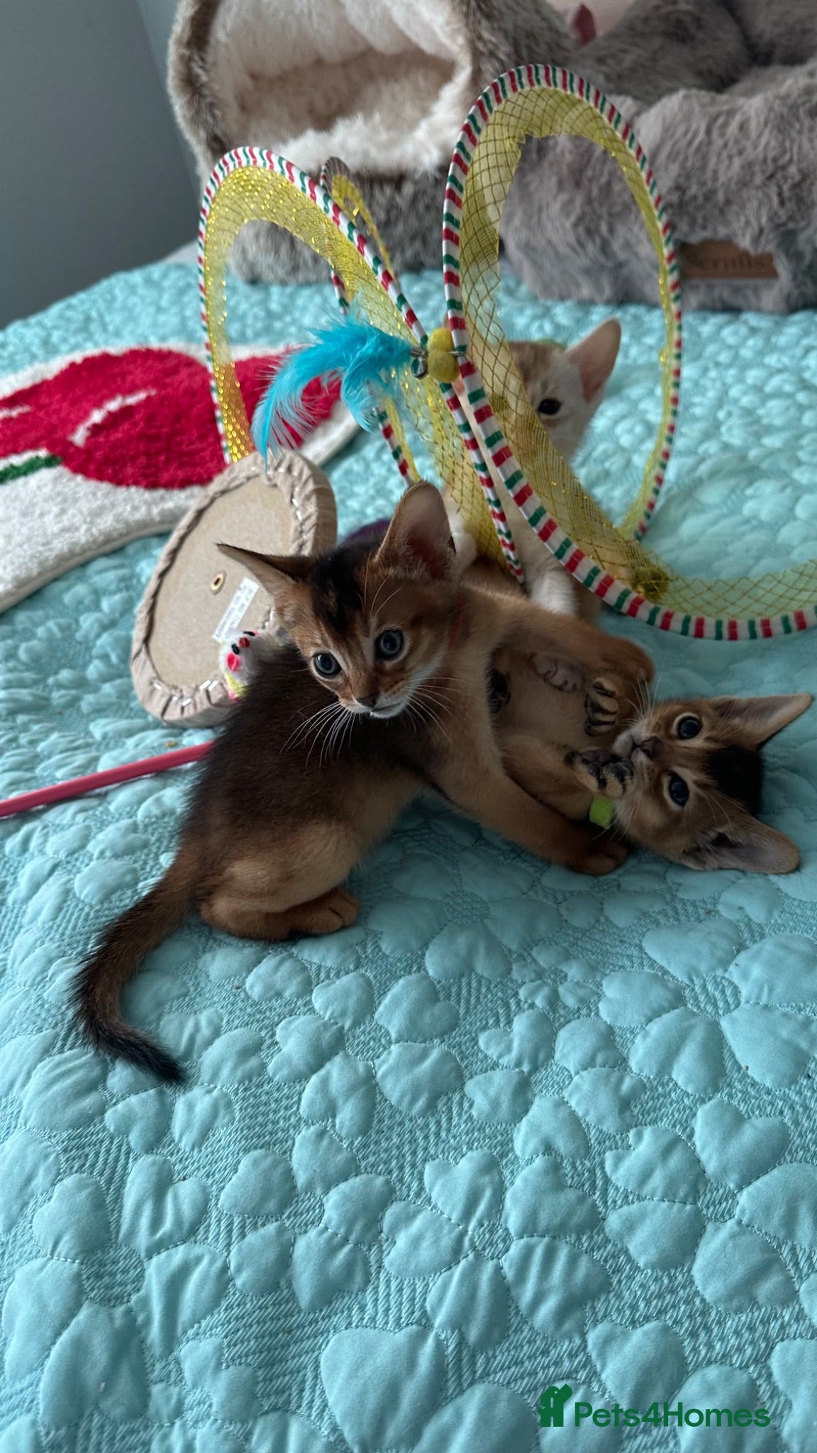 Abyssinian cats Abyssinian kittens 🌟😻🌟 - Advert 10