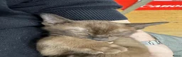 Burmese cats for sale: Well socialised GCCF-reg'd pedigree Burmese kits - Advert 18