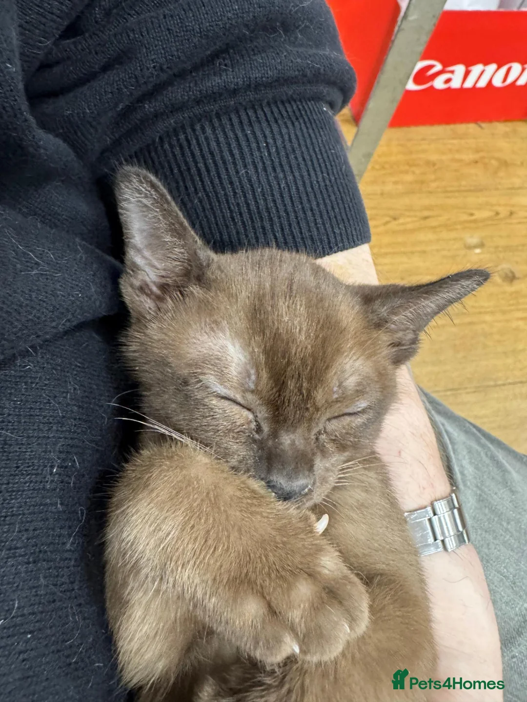 Burmese cats for sale: Well socialised GCCF-reg'd pedigree Burmese kits - Advert 18