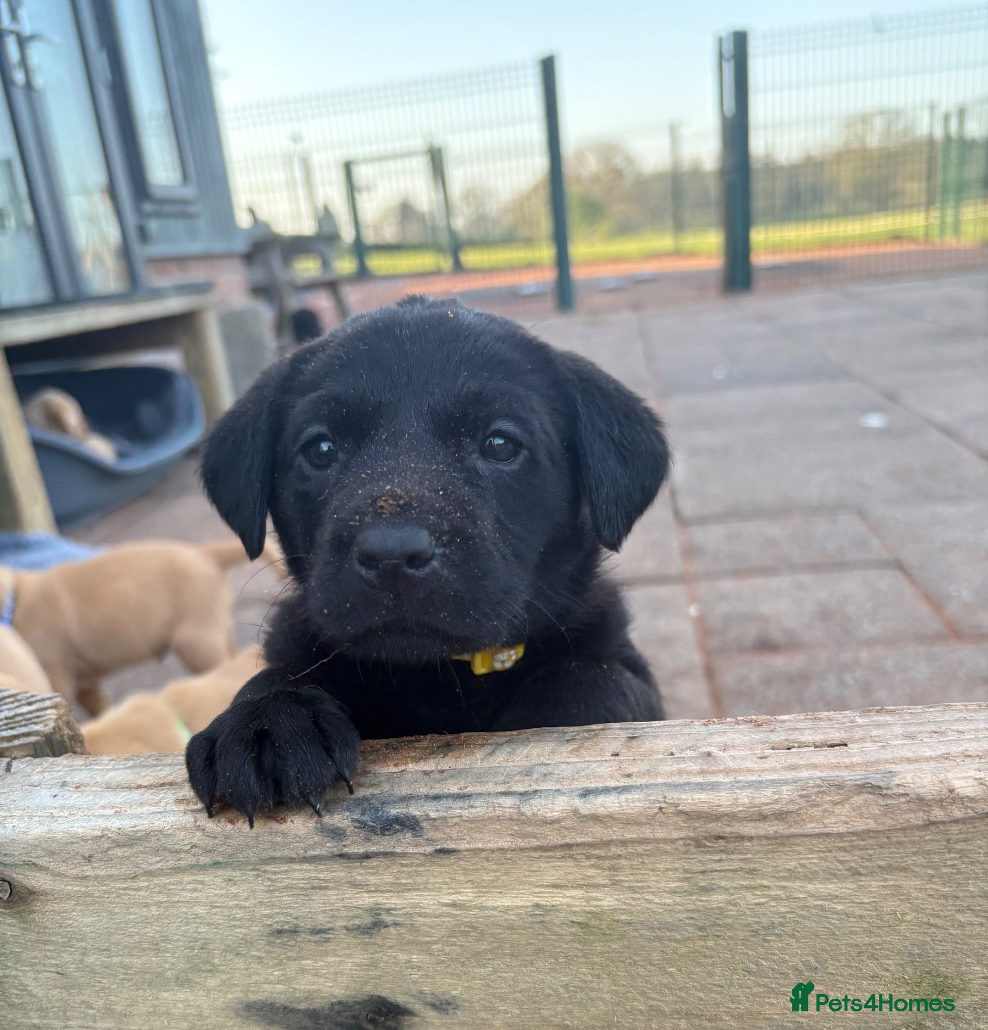 Labrador Retriever dogs Gorgeous Black and Yellow KC Labs - Advert 1