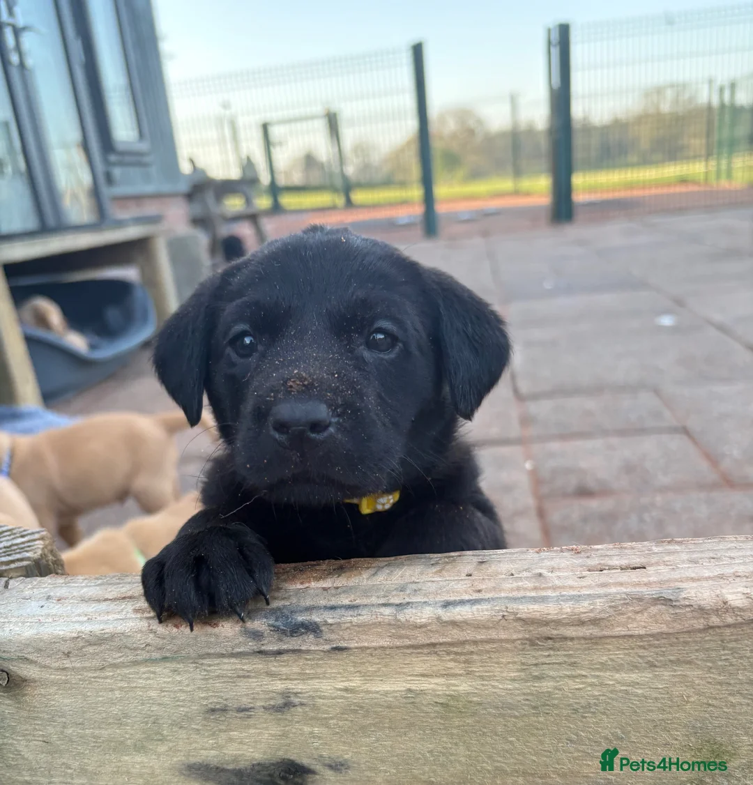 Labrador Retriever dogs for sale: Gorgeous Black and Yellow KC Labs - Advert 1