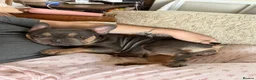 French Bulldog dogs for sale: Gorgeous French Bulldog - Advert 2