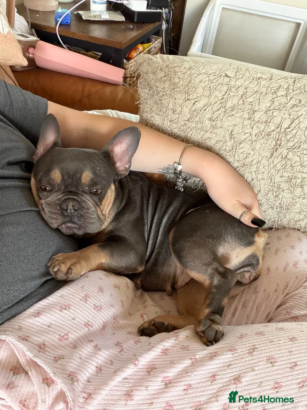 French Bulldog dogs for sale: Gorgeous French Bulldog - Advert 2