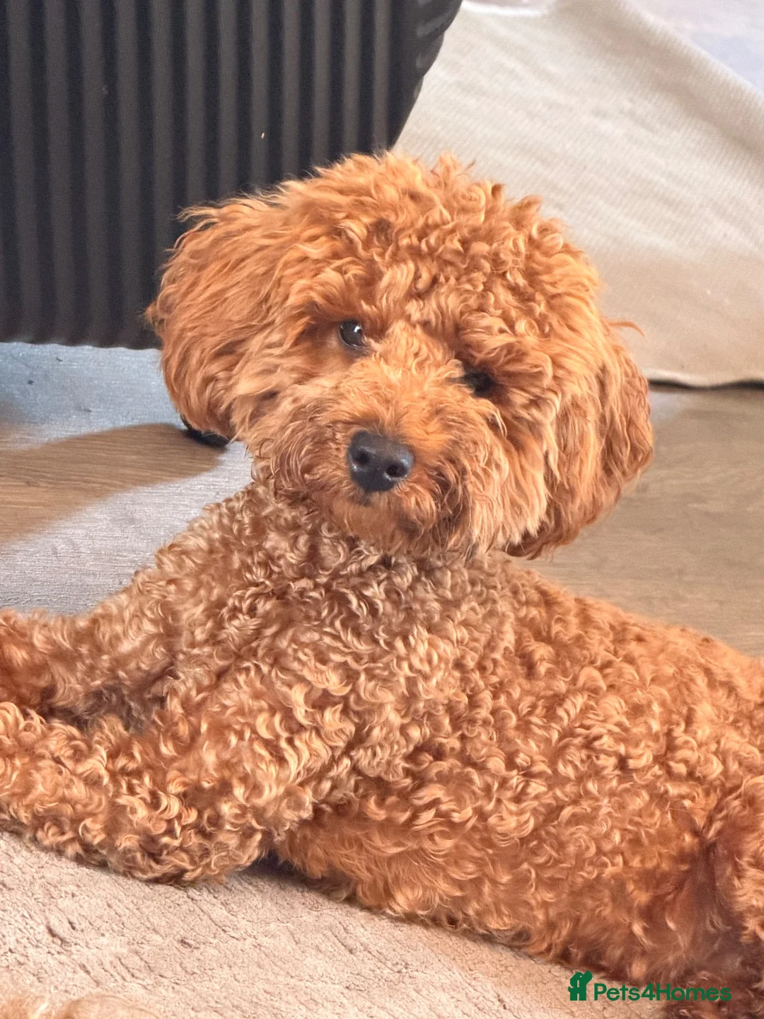 Toy Poodle dogs for sale: Beautiful Red Toy Poodle Teddy – Vaccinated Boy in Bilston - Advert 2