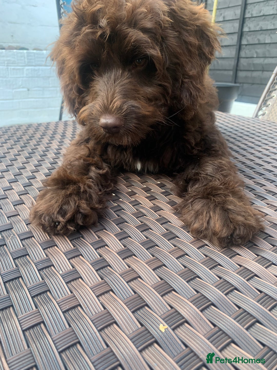 Cockapoo dogs for sale: 1 year old male cockapoo  - Advert 8