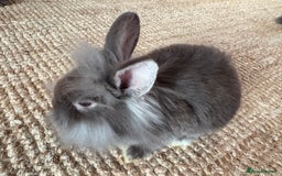 Lionhead rabbits for sale: Lionhead Brown & Blue Otters  - Advert 7