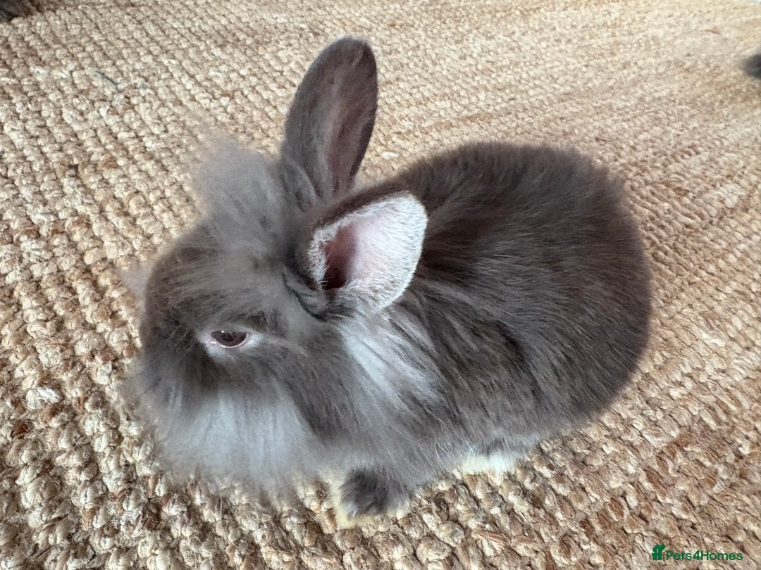 Lionhead rabbits for sale: Lionhead Brown & Blue Otters  - Advert 7