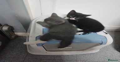 British Shorthair cats in Bromley - Advert 1