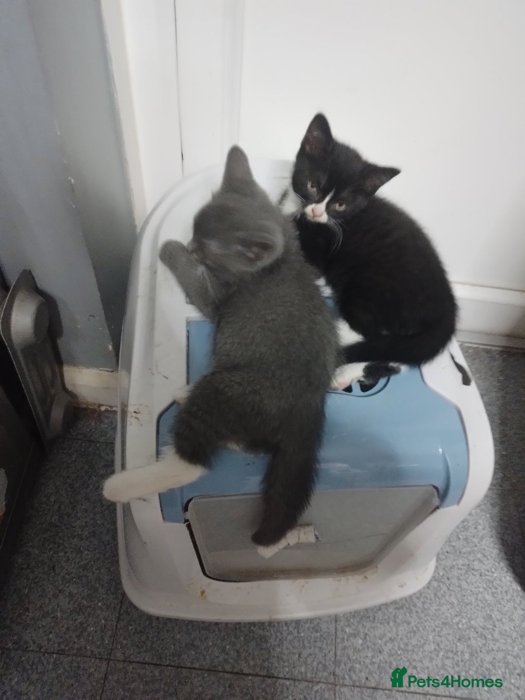 British Shorthair cats for sale: British shorthairs in Bromley - Image 3