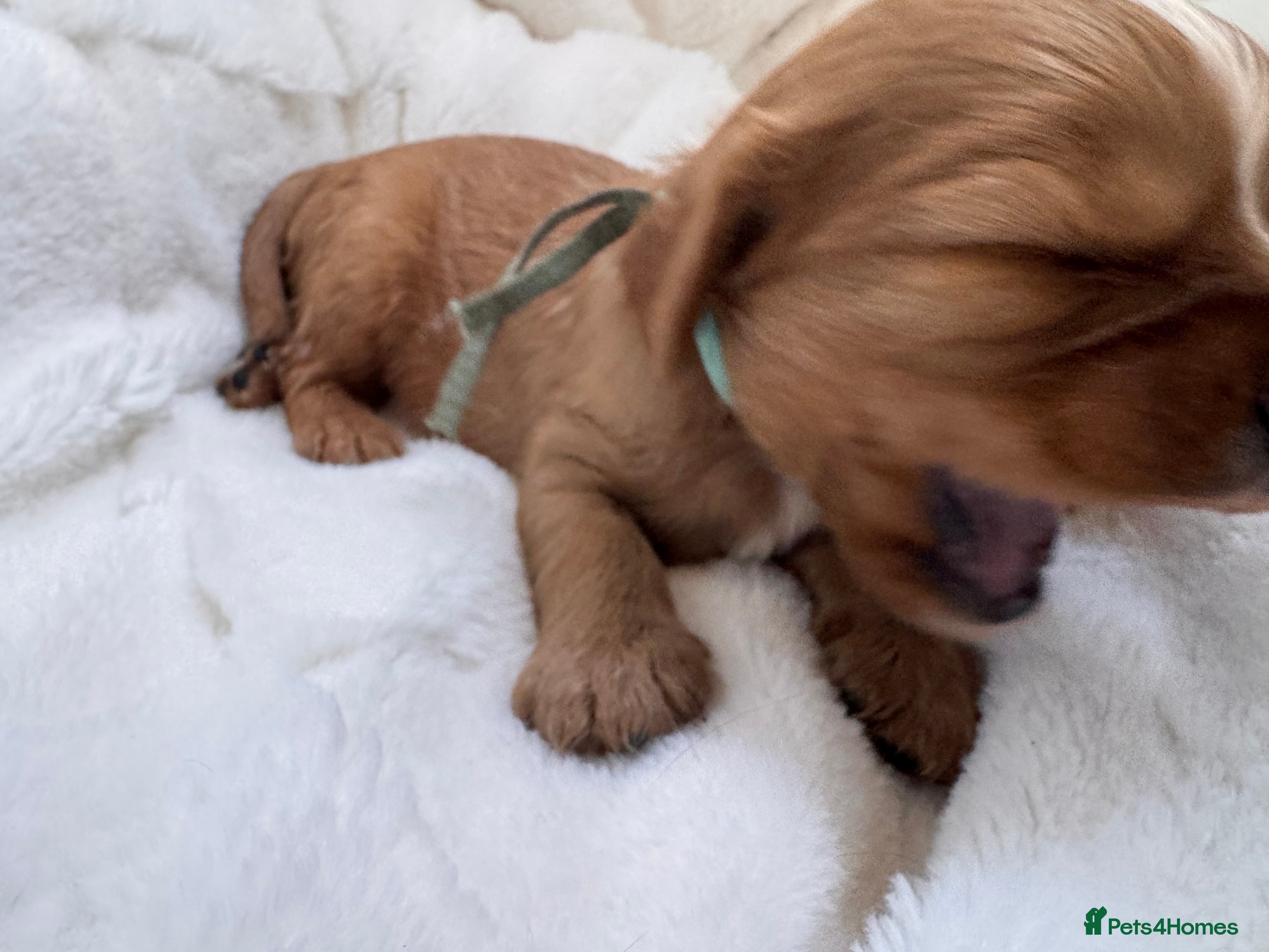 Cavalier King Charles Spaniel dogs Beautiful red KC boys health tested parents 😍🐶😍 - Advert 2