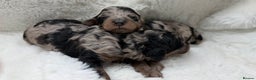 Cockapoo dogs for sale: Gorgeous F2 Cockapoo Puppies  - Advert 3