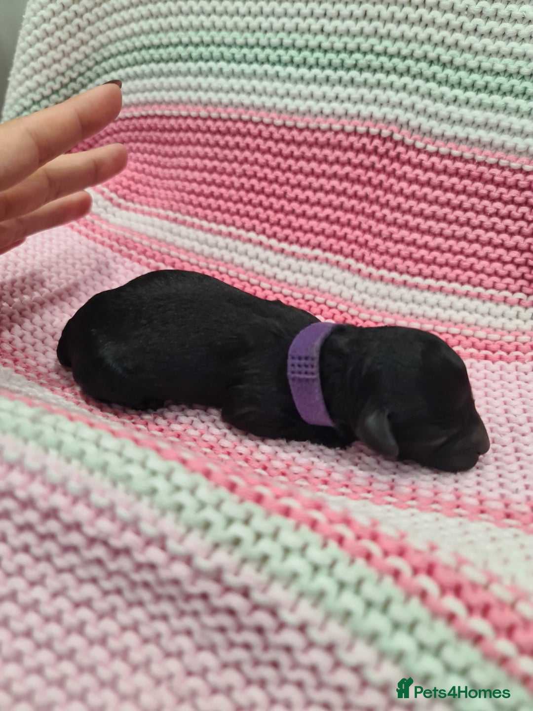 Cockapoo dogs for sale: ADORABLE F2B COCKAPOO PUPPIES 🐶 😍  - Image 10