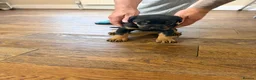 Dobermann dogs for sale: Dobermann puppies available - loving homes wanted  - Advert 17