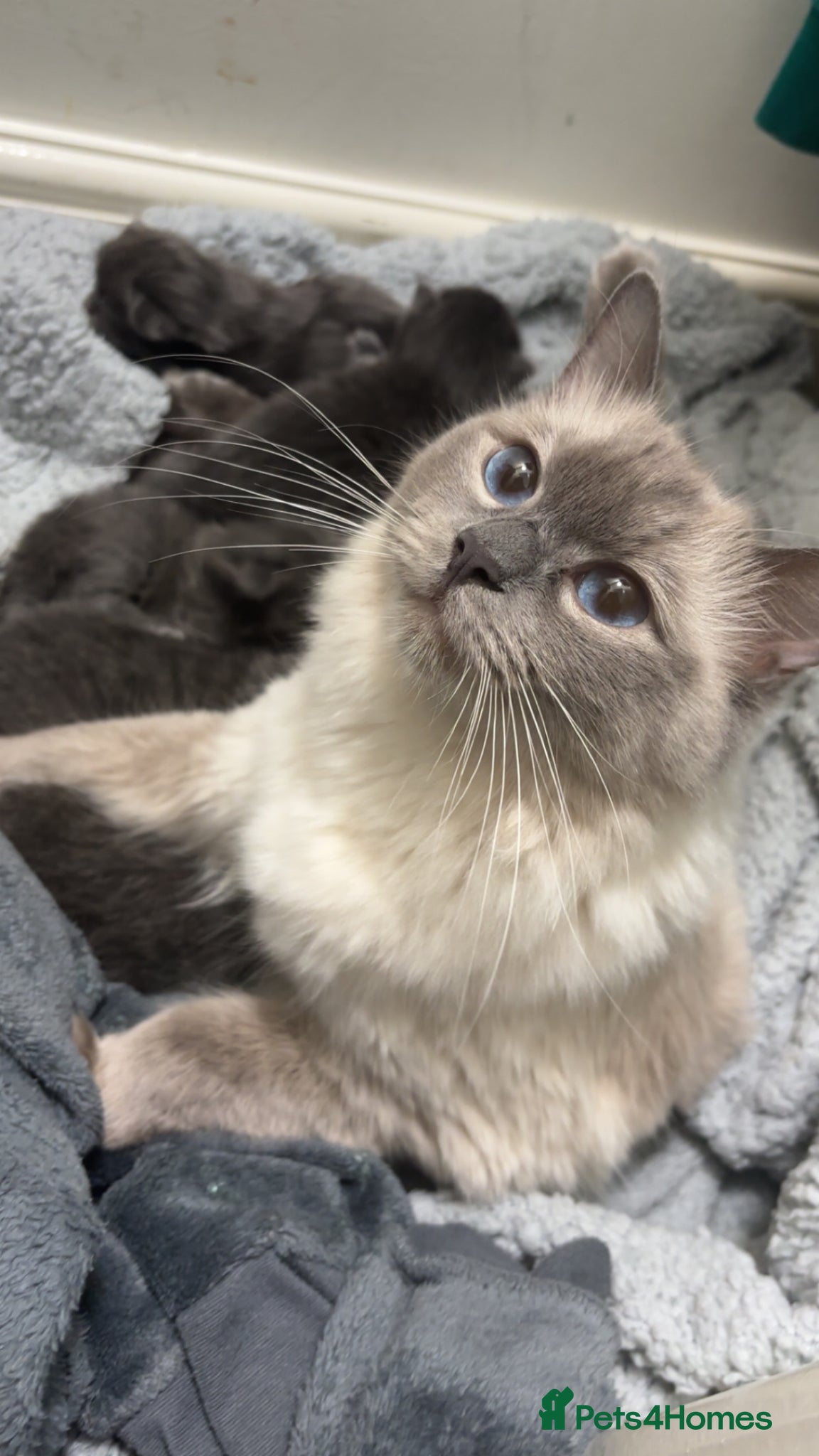 Ragdoll cats for sale: Ragdoll cross kittens for sale  - Advert 9