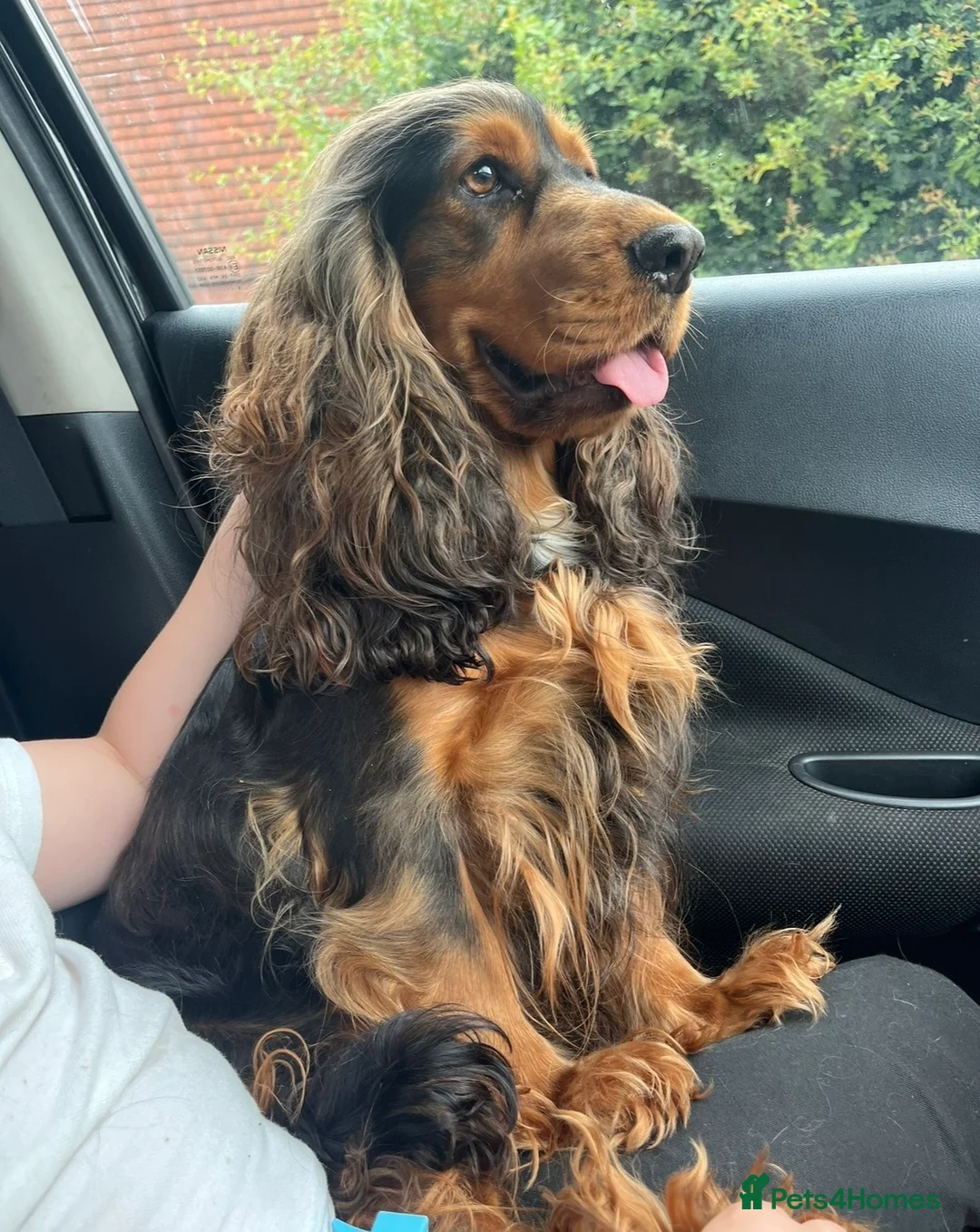Cocker Spaniel dogs for sale: ✨Heath tested true to type KC show cockers✨ - Advert 15