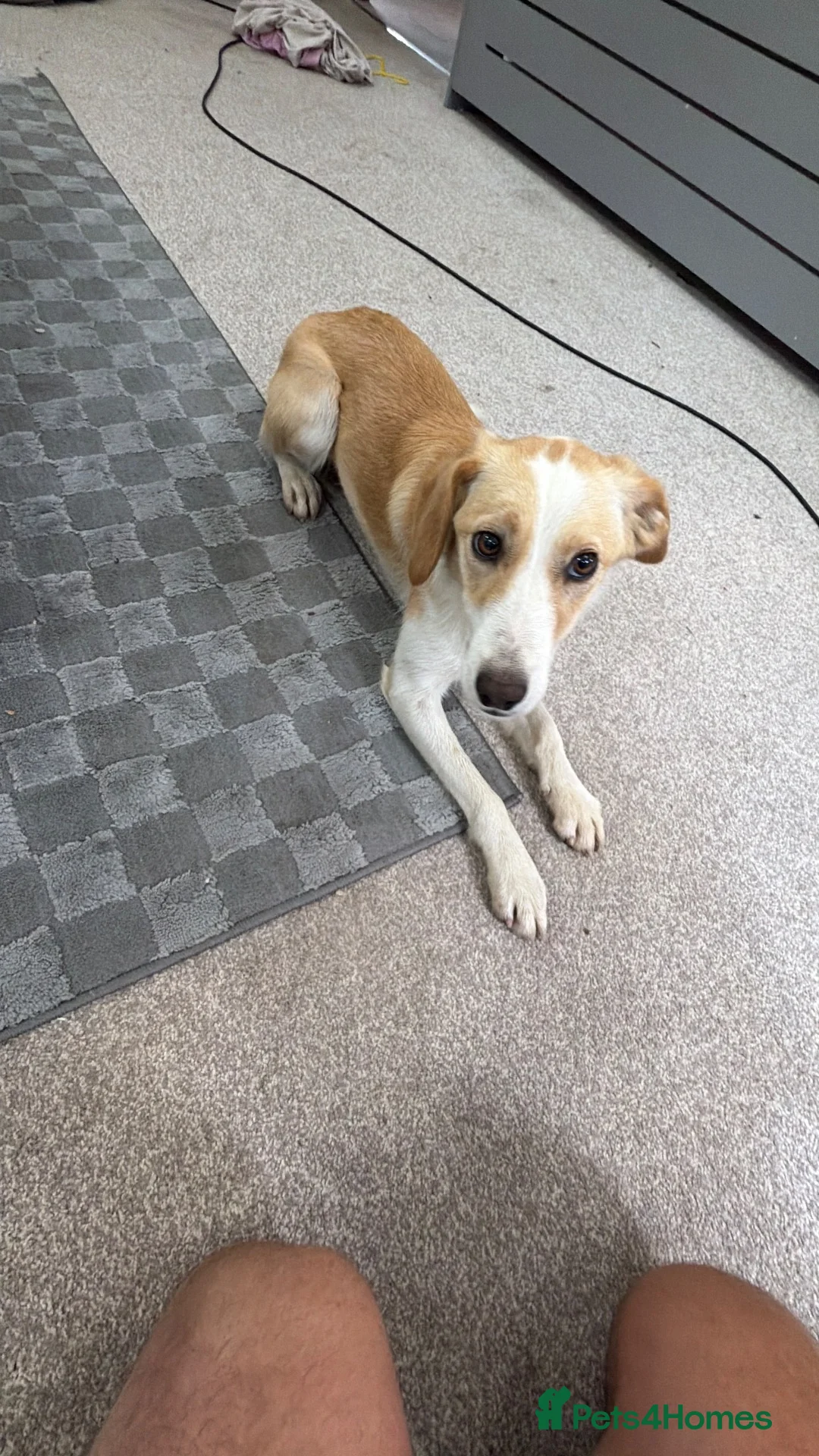 Sprollie dogs for sale: Amazing loving collie x spaniel  - Advert 2