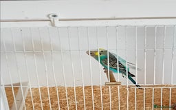 Budgerigars birds for sale: Budgies  - Image 16