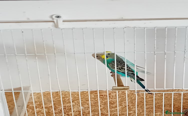 Budgerigars birds - Advert 11