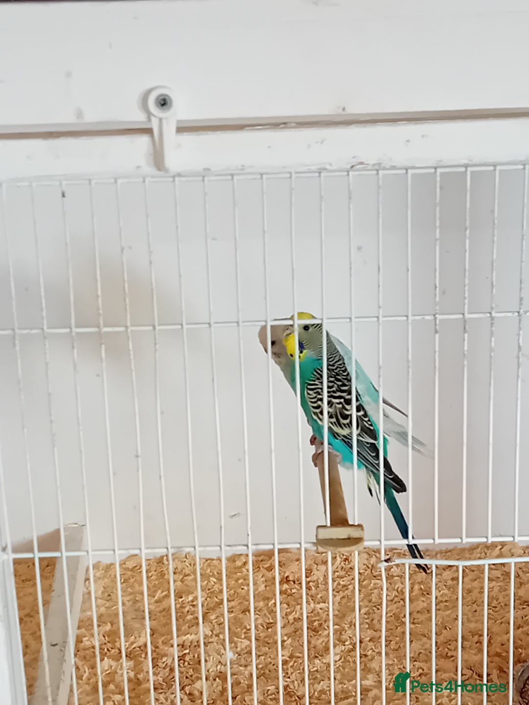 Budgerigars birds for sale: Budgies  - Image 16
