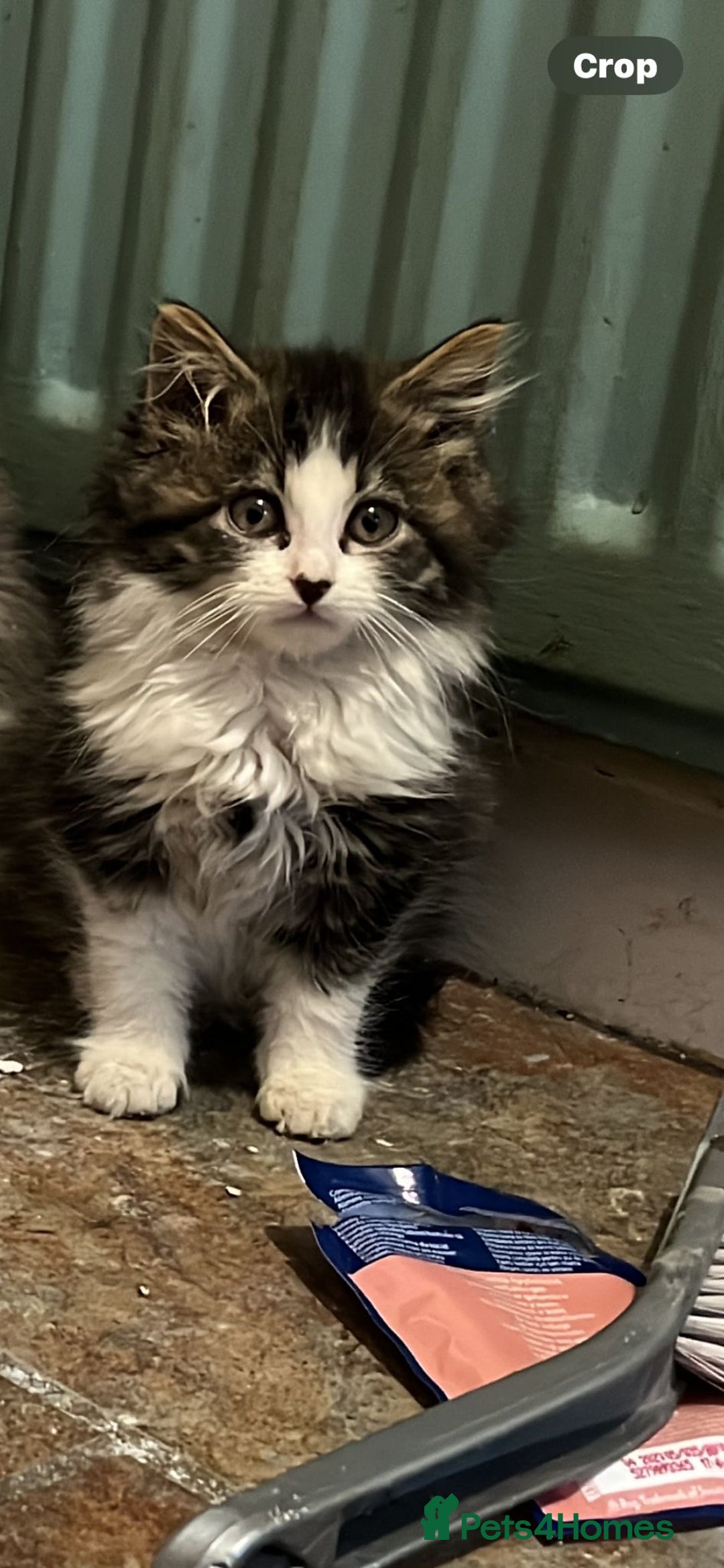 Mixed Breed cats for sale: Long and short haired, litter trained kittens  - Advert 7