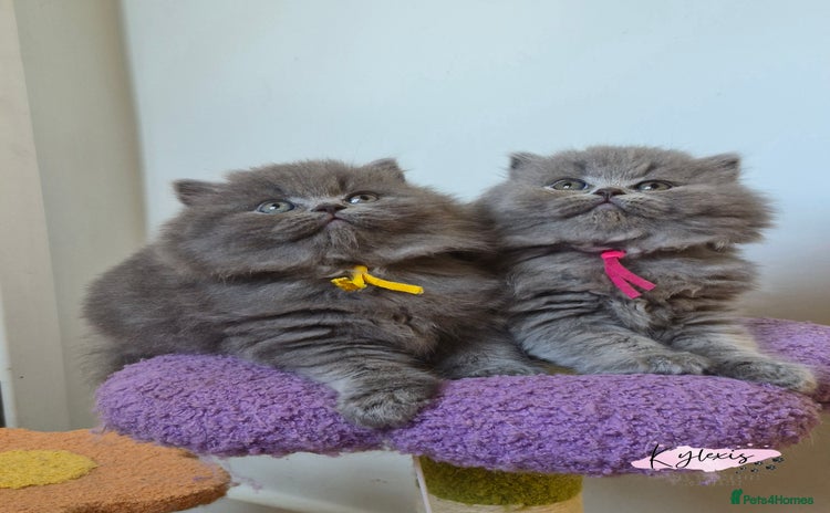 British Longhair cats - Advert 1