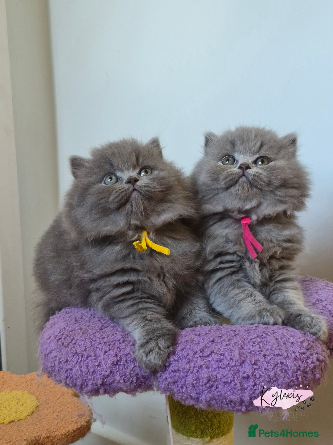 British Longhair cats for sale: GCCF Registered British Longhair kittens - Image 1