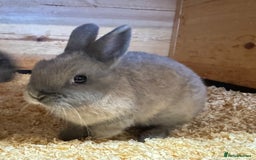 Netherland Dwarf rabbits for sale: Netherland Dwarf Baby Doe - Image 3