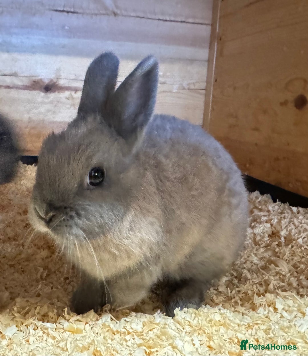 Netherland Dwarf rabbits for sale: Netherland Dwarf Baby Doe - Image 3