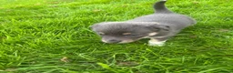 Border Collie dogs for sale: Blue merle border collie puppies  - Advert 14