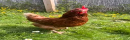 Chickens poultry for sale: 6 Mixed flock hatching eggs - Advert 4
