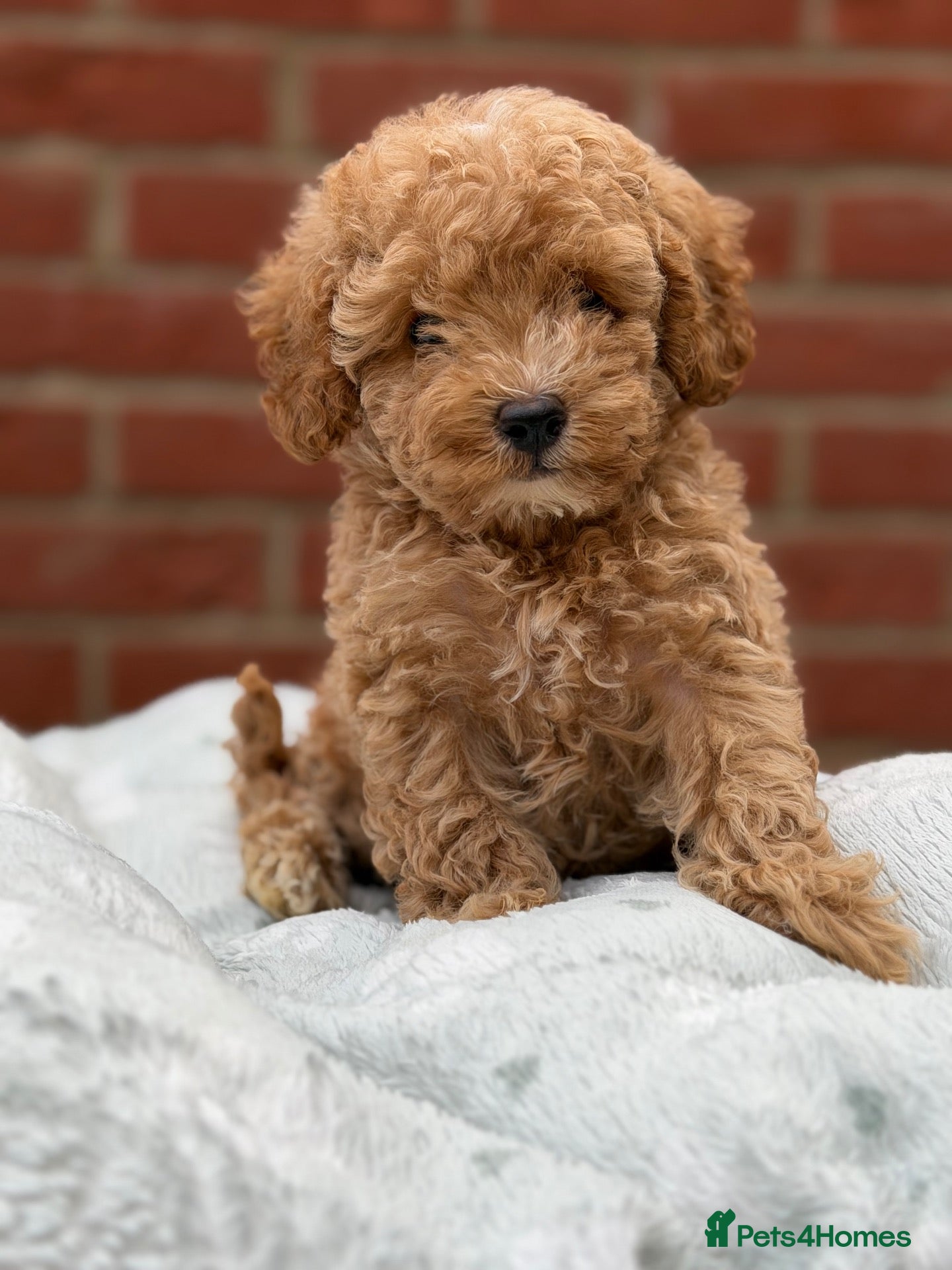 Toy Poodle dogs Asian x toy  poodle  - Advert 14