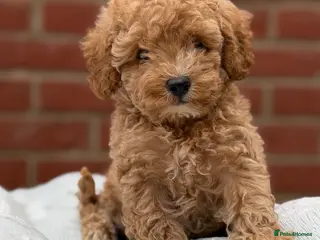 Toy Poodle dogs Asian x toy poodle - Advert 14