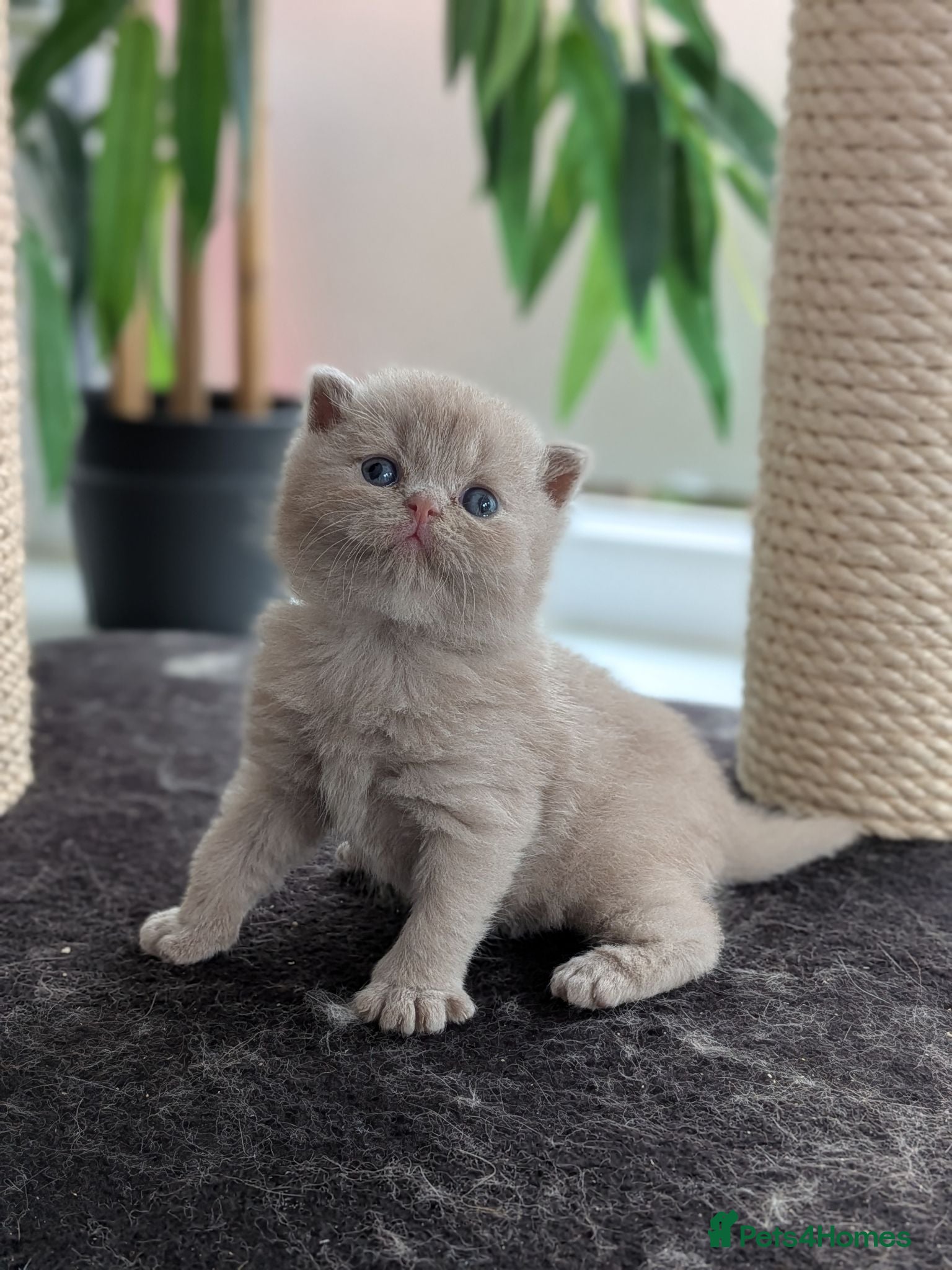 British Shorthair cats GCCF registered British Shorthair/ LH kittens  - Advert 2