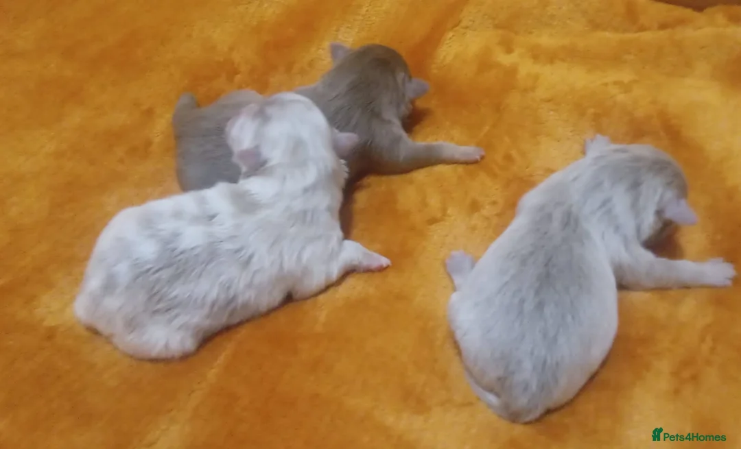 Pomeranian dogs for stud: Cobee (PROVEN)  ( STUD ONLY ) (PRODUCING MERLES)   in Liverpool - Advert 28