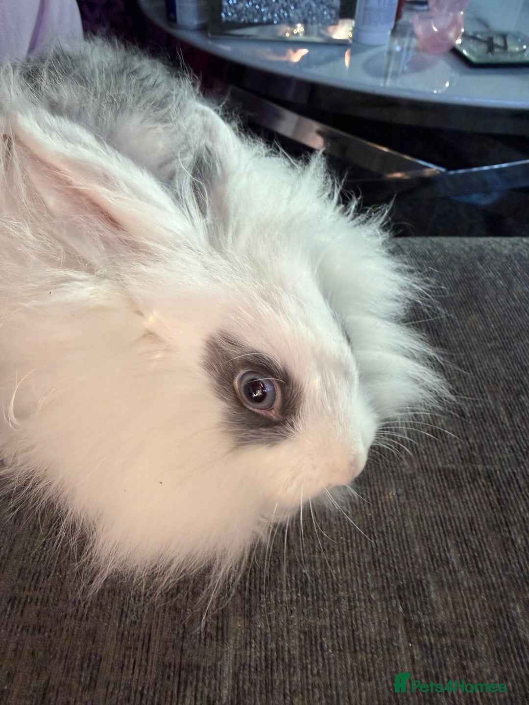 Lionhead rabbits for sale: Beautiful lion head baby rabbits.  - Advert 5