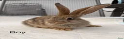 Continental Giant rabbits for sale: Continental giant x New Zealand  - Advert 6