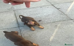 Dobermann dogs for sale: Doberman puppies  - Image 20