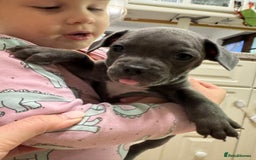 Mixed Breed dogs for sale: French bulldog x American staff - Image 8