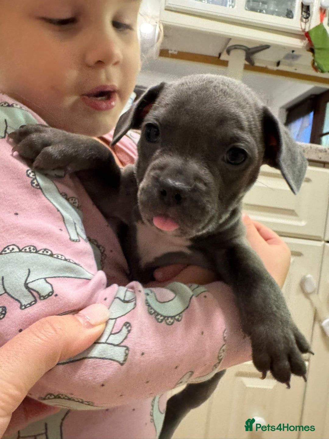 Mixed Breed dogs for sale: French bulldog x American staff - Image 8