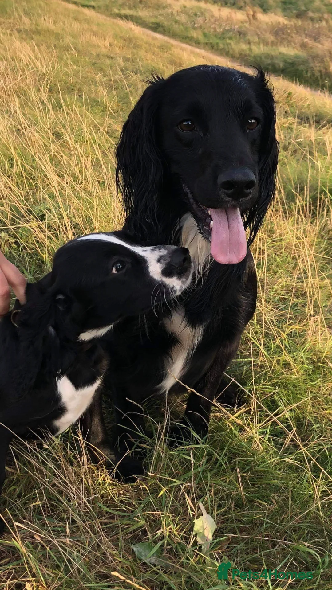 Cocker Spaniel dogs for stud: Proven kc reg working cocker in Preston - Advert 7