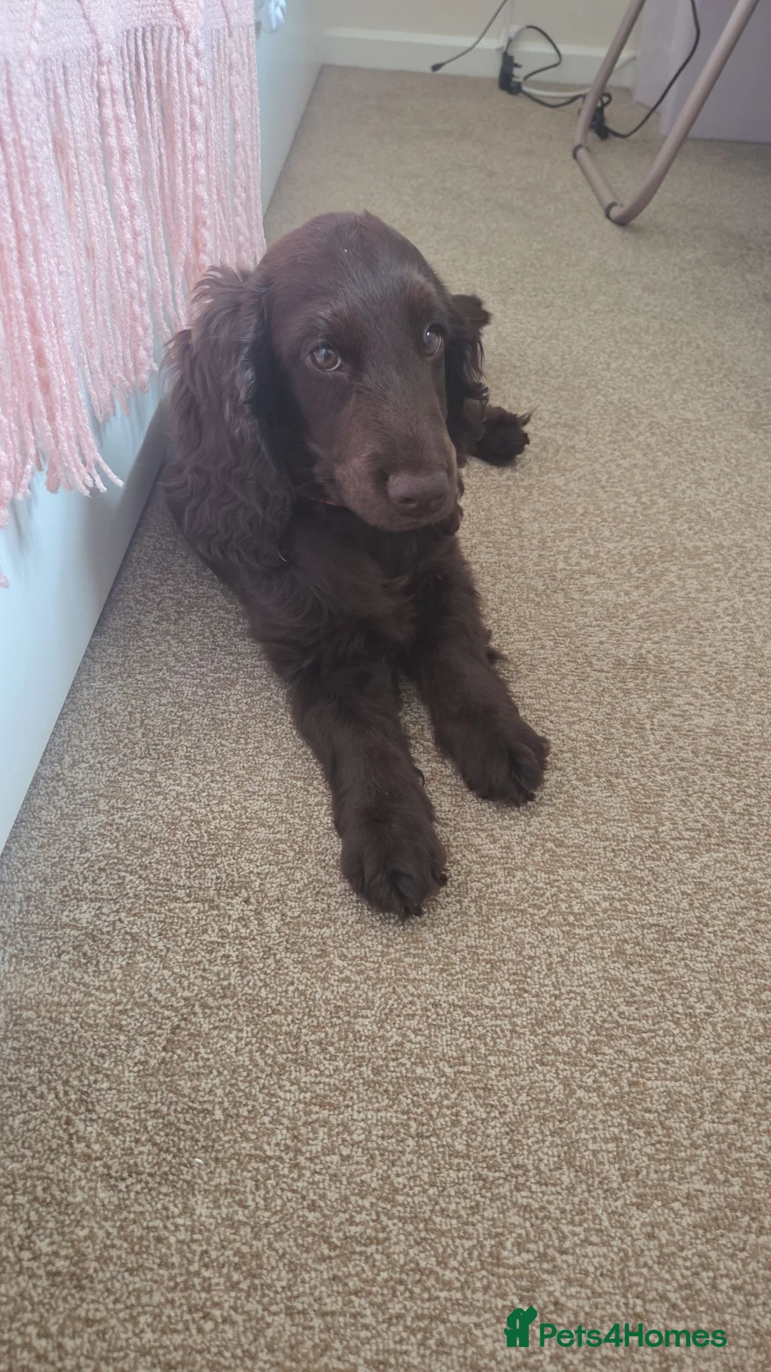 Cockapoo dogs for sale: Last chocolate Cockapoo girl  - Advert 1