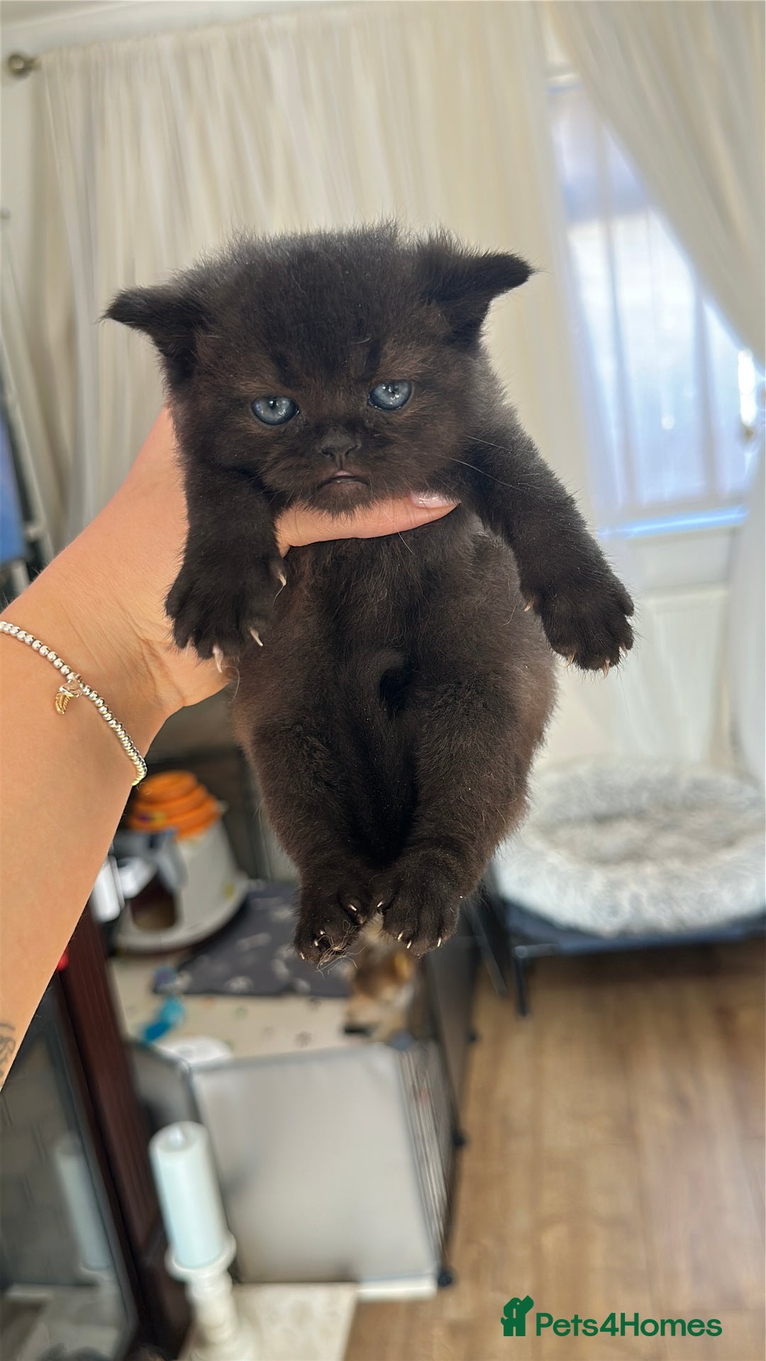Scottish Fold cats for sale: 🐾Golden Teddy Bears – Ready for Reservation - Image 22