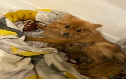 Pomeranian dogs for sale: Pomeranian girls  - Image 7