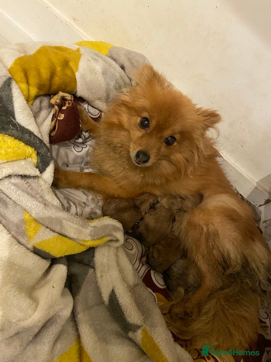 Pomeranian dogs for sale: Pomeranian girls  - Image 7