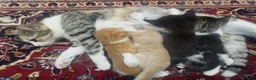 Mixed Breed cats for sale: Beigy - Advert 2
