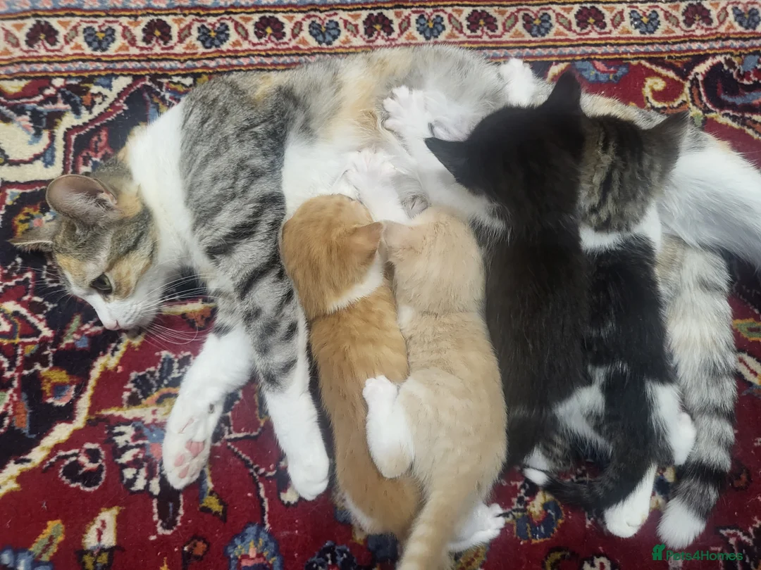 Mixed Breed cats for sale: Beigy - Advert 2