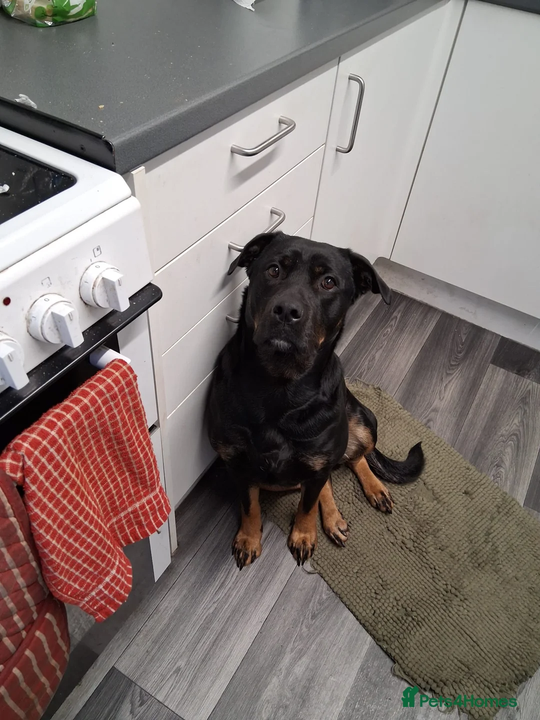 Mixed Breed dogs for sale: Rehoming rottie X - Advert 1