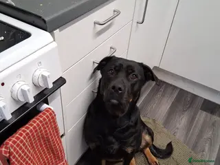 Mixed Breed dogs Rehoming rottie X - Advert 7