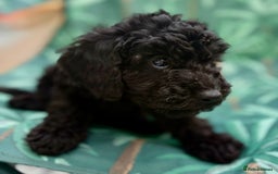 Cockapoo dogs for sale: Cockapoo puppies - Image 2